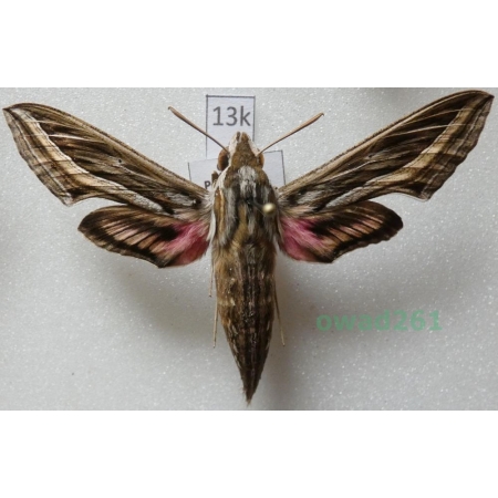 Hippotion celerio (Linnaeus, 1758) ex. ovo Greece13k